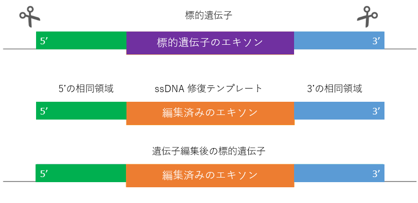 HDR テンプレート_2